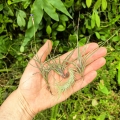 TILLANDSIA, OPLĄTWA- 4 sztuki -małe gatunki- terrarium, parapet