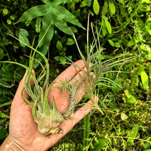 TILLANDSIA, OPLĄTWA- 3 sztuki - terrarium, parapet