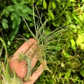 TILLANDSIA, OPLĄTWA- 3 sztuki - terrarium, parapet