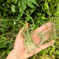 TILLANDSIA, OPLĄTWA- 3 sztuki - terrarium, parapet