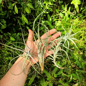 DUŻE RZADKOŚCI -TILLANDSIA, OPLĄTWA- 3 sztuki - terrarium, parapet