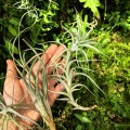 DUŻE RZADKOŚCI -TILLANDSIA, OPLĄTWA- 3 sztuki - terrarium, parapet