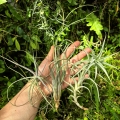 DUŻE RZADKOŚCI -TILLANDSIA, OPLĄTWA- 3 sztuki - terrarium, parapet