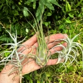 TILLANDSIA, OPLĄTWA- 3 sztuki - terrarium, parapet