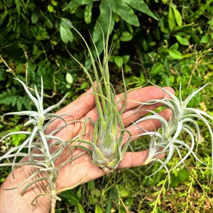 TILLANDSIA, OPLĄTWA- 3 sztuki - terrarium, parapet