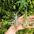 TILLANDSIA, OPLĄTWA- 3 sztuki - terrarium, parapet