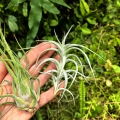 TILLANDSIA, OPLĄTWA- 3 sztuki - terrarium, parapet