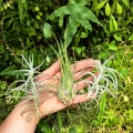 TILLANDSIA, OPLĄTWA- 3 sztuki - terrarium, parapet