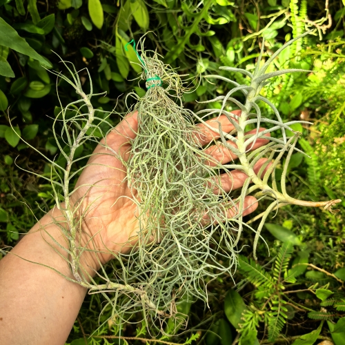 TILLANDSIA, OPLĄTWA- 3 sztuki - terrarium, parapet