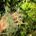 TILLANDSIA, OPLĄTWA- 3 sztuki - terrarium, parapet