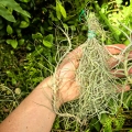 TILLANDSIA, OPLĄTWA- 3 sztuki - terrarium, parapet