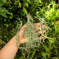 TILLANDSIA, OPLĄTWA- 3 sztuki - terrarium, parapet