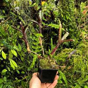 OKAZ KOLEKCJONERSKI Neoregelia ampullacea var. purpurea+ odrosty