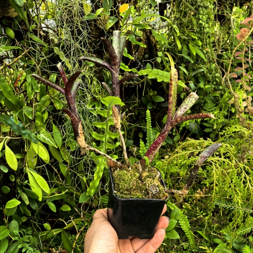 OKAZ KOLEKCJONERSKI Neoregelia ampullacea var. purpurea+ odrosty