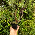 OKAZ KOLEKCJONERSKI Neoregelia ampullacea var. purpurea+ odrosty