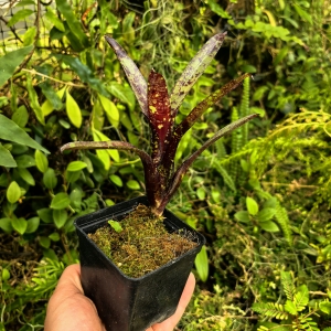 Neoregelia 'Doodlebug' - terrarium, parapet
