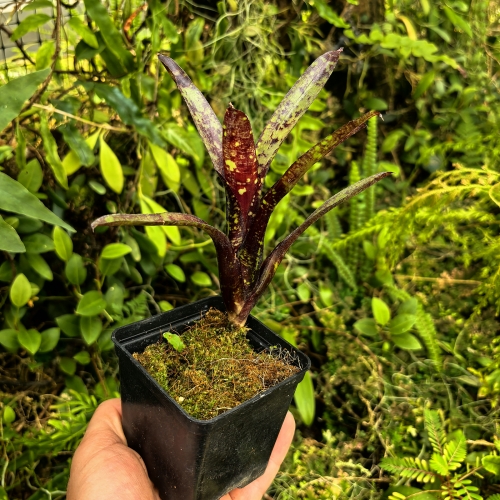 Neoregelia 'Doodlebug' - terrarium, parapet