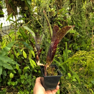 OKAZ KOLEKCJONERSKI Neoregelia lilliputeana x chlorosticta +odrosty -terrarium, parapet