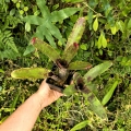 OKAZ KOLEKCJONERSKI Neoregelia lilliputeana x chlorosticta +odrosty -terrarium, parapet