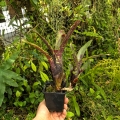 OKAZ KOLEKCJONERSKI Neoregelia lilliputeana x chlorosticta +odrosty -terrarium, parapet