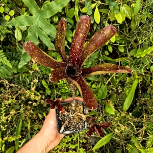 OKAZ KOLEKCJONERSKI Neoregelia  'Ruby Throat' + odrosty - terrarium, parapet