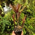 OKAZ KOLEKCJONERSKI Neoregelia  'Ruby Throat' + odrosty - terrarium, parapet