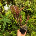 OKAZ KOLEKCJONERSKI Neoregelia  'Ruby Throat' + odrosty - terrarium, parapet