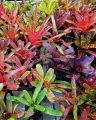 OKAZ KOLEKCJONERSKI Neoregelia  'Ruby Throat' + odrosty - terrarium, parapet
