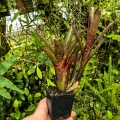 OKAZ KOLEKCJONERSKI Neoregelia  'Ruby Throat' + odrosty - terrarium, parapet