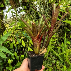 OKAZ KOLEKCJONERSKI Neoregelia  'Ruby Throat' + odrosty - terrarium, parapet