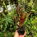 OKAZ KOLEKCJONERSKI Neoregelia  'Ruby Throat' + odrosty - terrarium, parapet