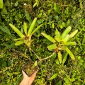 OKAZ KOLEKCJONERSKI Neoregelia 'Wild Tiger' x olens podwójna z odrostem - terrarium, parapet
