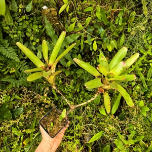 OKAZ KOLEKCJONERSKI Neoregelia 'Wild Tiger' x olens podwójna z odrostem - terrarium, parapet