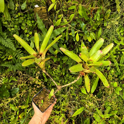 OKAZ KOLEKCJONERSKI Neoregelia 'Wild Tiger' x olens podwójna z odrostem - terrarium, parapet