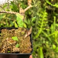 OKAZ KOLEKCJONERSKI Neoregelia 'Wild Tiger' x olens podwójna z odrostem - terrarium, parapet