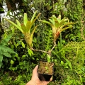 OKAZ KOLEKCJONERSKI Neoregelia 'Wild Tiger' x olens podwójna z odrostem - terrarium, parapet