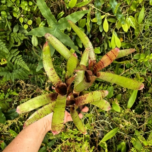 OKAZ KOLEKCJONERSKI Neoregelia 'Zeus' + odrosty (kępa) - terrarium, parapet