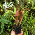 OKAZ KOLEKCJONERSKI Neoregelia 'Zeus' + odrosty (kępa) - terrarium, parapet