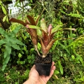 OKAZ KOLEKCJONERSKI Neoregelia 'Zeus' + odrosty (kępa) - terrarium, parapet