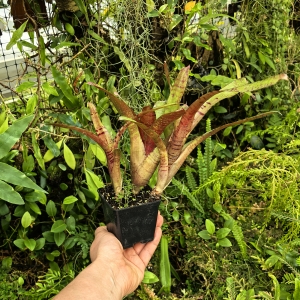 OKAZ KOLEKCJONERSKI Neoregelia 'Zeus' + odrosty (kępa) - terrarium, parapet