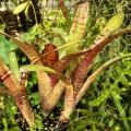 OKAZ KOLEKCJONERSKI Neoregelia 'Zeus' + odrosty (kępa) - terrarium, parapet