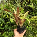 OKAZ KOLEKCJONERSKI Neoregelia 'Zeus' + odrosty (kępa) - terrarium, parapet