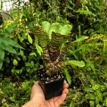Neoregelia 'Wild Tiger' - terrarium, parapet