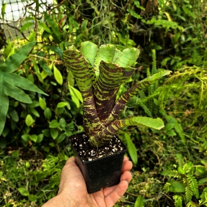 Neoregelia 'Wild Tiger' - terrarium, parapet