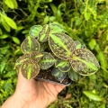 RZADKOŚĆ Sonerila cantonensis Stapf. sp. Vietnam (3 sztuki w doniczce) - terrarium, wiwarium