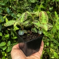 RZADKOŚĆ Sonerila cantonensis Stapf. sp. Vietnam (3 sztuki w doniczce) - terrarium, wiwarium