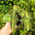 RZADKOŚĆ Sonerila cantonensis Stapf. sp. Vietnam (3 sztuki w doniczce) - terrarium, wiwarium