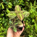 RZADKOŚĆ Sonerila cantonensis Stapf. sp. Vietnam (3 sztuki w doniczce) - terrarium, wiwarium