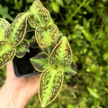 RZADKOŚĆ Sonerila cantonensis Stapf. sp. Vietnam (3 sztuki w doniczce) - terrarium, wiwarium