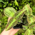 RZADKOŚĆ Sonerila cantonensis Stapf. sp. Vietnam (3 sztuki w doniczce) - terrarium, wiwarium